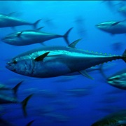 Bluefin Tuna (Aka: Leaping Tuna, Footballs, Tunny, Shortfin Tuna, Ahi, Great Albacore)