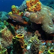 Buccoo Reef, Tobago, Trinidad &amp; Tobago