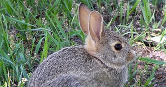 Fictional Rabbits/Hares