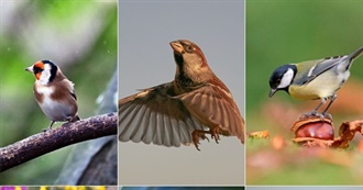 British Garden Birds - 24 Most Common