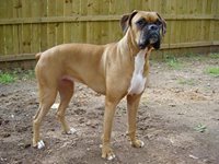 Boxer (Dog)