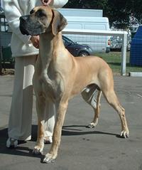 Great Dane