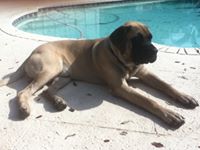 Mastiff Lover