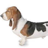 Basset Hound