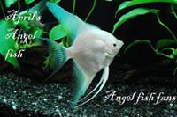 Angel Fish