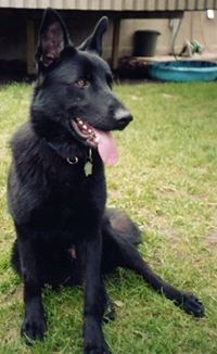 Black German Shepherds