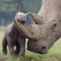 Rhinos