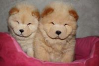 CHOW CHOW