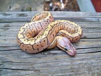 Ball Python Morphs