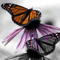 Butterflys !!!!!!!