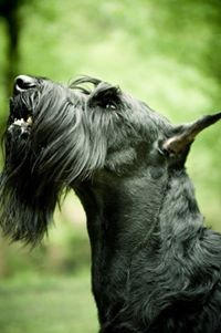 Giant Schnauzer