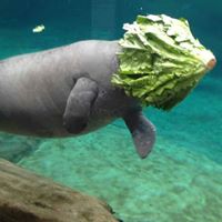 Manatees