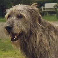 Irish Wolfhound