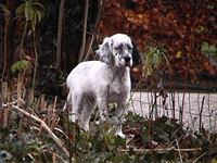 English Setter