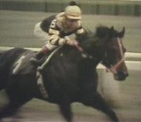 Seattle Slew