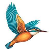 Kingfisher