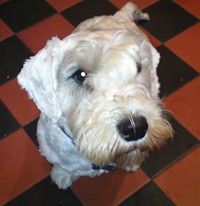 Ivor the Sealyham Terrier