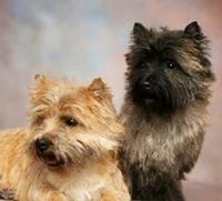 Cairn Terrier