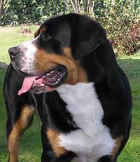 Greater Swiss Mountain Dog