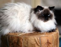 Himalayan Cats