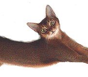 Abyssinian Cat Rescue