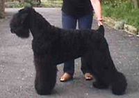 Black Russian Terrier