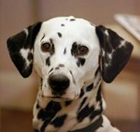 Dalmatian (Dog)