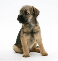 Border Terriers