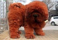 Tibetan Mastiff Breeders Club