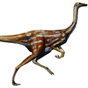 Ornithomimus