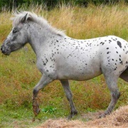 British Spotted Pony