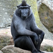 Celebes Crested Macaque