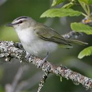 Red-Eyed Vireo