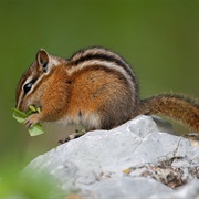 Red-Tailed Chipmunk