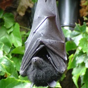 Livingstone&#39;s Fruit Bat