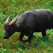 Tamaraw