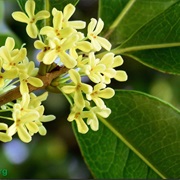 Osmanthus