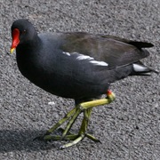 Common Moorhen