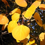 Quaking Aspen