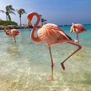 Flamingo