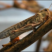 Locust