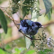 Cabanis&#39;s Tanager