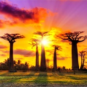 Avenue of the Baobabs