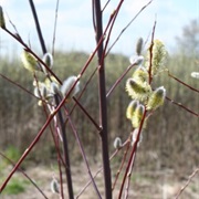 European Violet Willow (Salix Daphnoides)