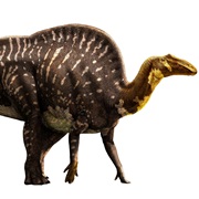 Ouranosaurus