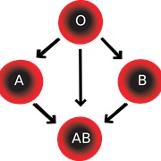 Different Blood Types Discovered (1900)