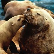 Steller&#39;s Sea Lion