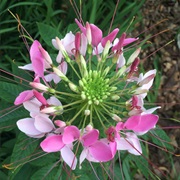 Cleome