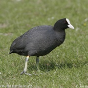 Eurasian Coot