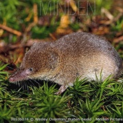 Crowned Shrew